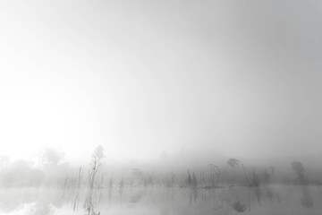 black and white forest landscape.black and white concept