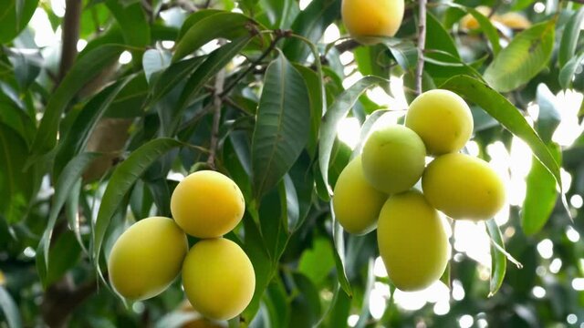 Low angle view bunches of Marian Plum hanging on the tree and moving by the wind. Rays of the sun shining through a bunch of Marian Plum fruit when moving by the wind.