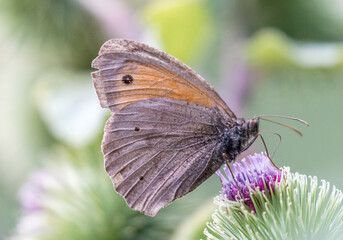 Obraz premium Ochsenauge