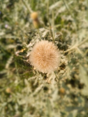 Closeup of white dandelions. Cotton flower natural beautiful colorful. cactus with throns.