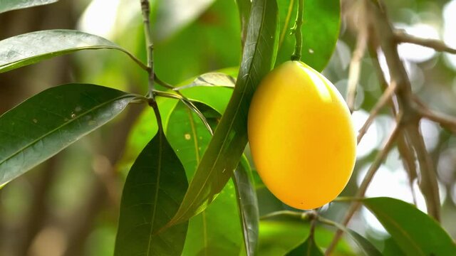 Closeup of single ripe Marian Plum with leaves hanging on the tree swaying by the wind in sunny day.