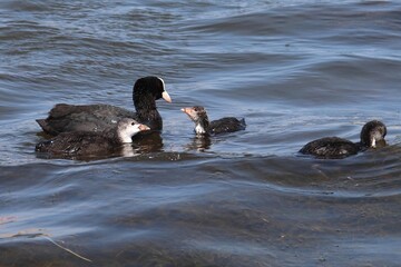 Eurasian coot, or common coot, or Australian coot (Lat. Fulica atra) family swimming. Juvenile aquatic bird looking at its parent. Black red-eyed adult waterbird with brood of baby chicks