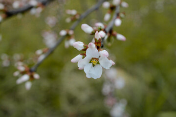 Pinkish white flowers