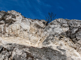 Lonely tree on top of a cliff with blue sky in the background