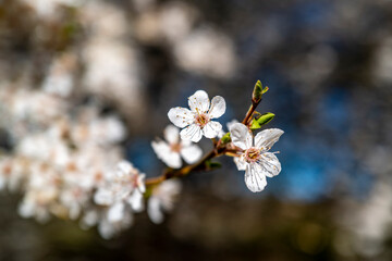 arbre en fleurs au début du printemps