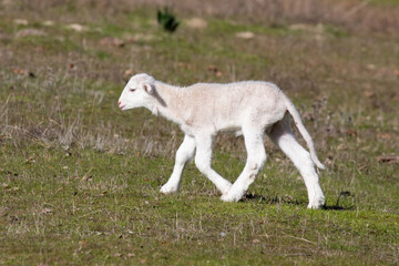 Obraz na płótnie Canvas Cute lamb in the countryside