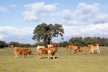 Naklejka na ściany i meble Brown cows in the countryside