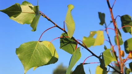 Leafs of the black poplar tree 