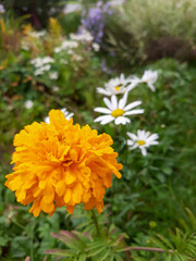 orange flowers in the garden