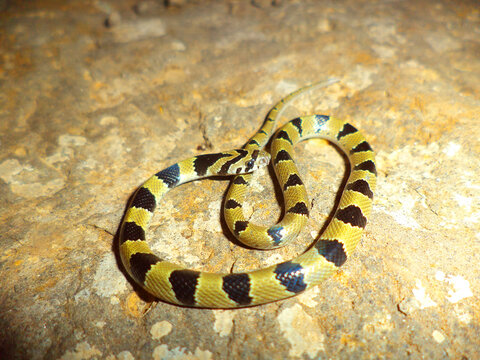 Closeup of Common Kukri snake, Oligodon arnensis, Satara, Maharashtra, India