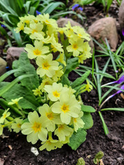yellow flowers, primrose