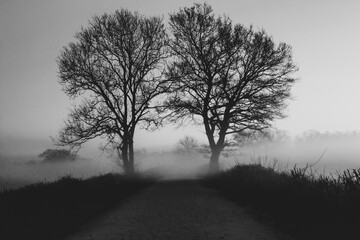 Baum Silhouetten im Teufelsmoor Worpswede bei Bremen - 422705563