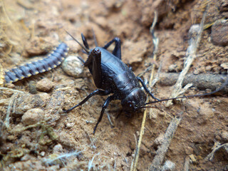 Adult Black Cricket, Gryllus bimaculatus, Satara, Maharashtra, India