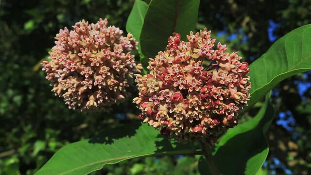 Flowers of the Asclepias syriaca commonly called common milkweed