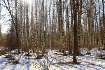 abstract seasonal landscape early spring in forest, sun rays and glare nature view