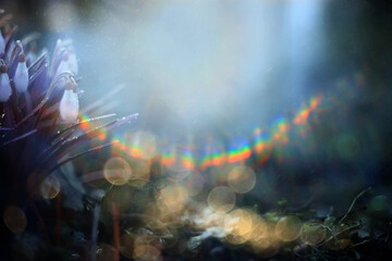 spring wildflowers sun rays bokeh snowdrops, warm golden spring background sunrise in march