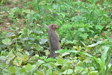 Indian grey mongoose, Herpestes edwardsii, Satara, Maharashtra, India