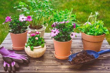 Potted flower, plants and herbs in garden or balcony