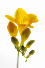 Gelbe Blüte - freigestellt / isoliert auf weißem Hintergrund