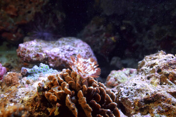 nudibranch molusk underwater photo / sea macro under water