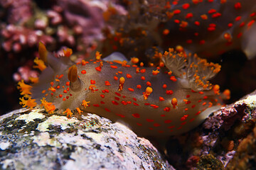 nudibranch clam underwater photo macro