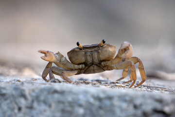 Indian ground crab, Cardisoma carnifex, Satara, Maharashtra, India