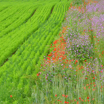 bunte Blumen am Feldrand