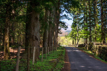 新緑　晴れた日の森の中