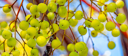 kleine gelbe Früchten auf einem Strauch mit blau Hintergrund