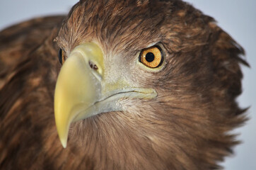 close up of a eagle