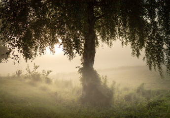 Trauer Birke im Nebel - melancholische Stimmung bei Sonnenaufgang - 422707979