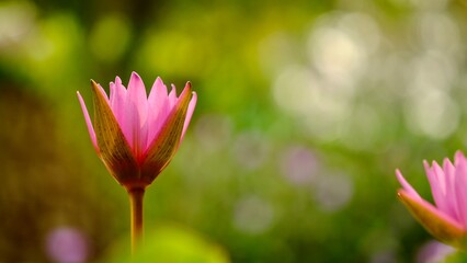 Fototapeta na wymiar pink lotus flower in spring