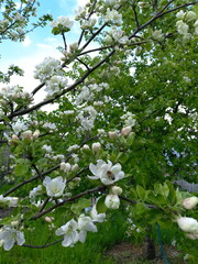 tree blossom