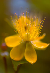Gelbe Blüte des Blut-Johanniskraut ( Hypericum androsaemum )