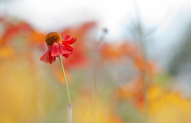  Rote Sonnenbraut (Helenium)	- Blüten im Sommer - 422709112