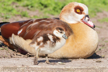 Egyptian goose gosling (Alopochen aegyptiaca)