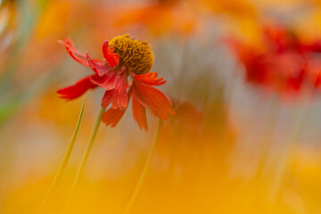  Rote Sonnenbraut (Helenium)	- Blüten im Sommer