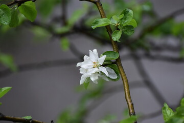 Apple tree in bloom, flowers on branch of the apple tree