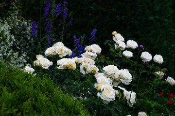 letni ogród różany - obrazy, fototapety, plakaty