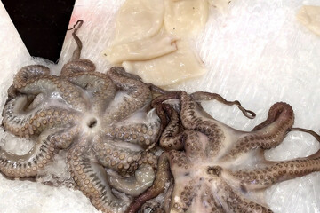 Chilled octopuses on a shopping counter close-up