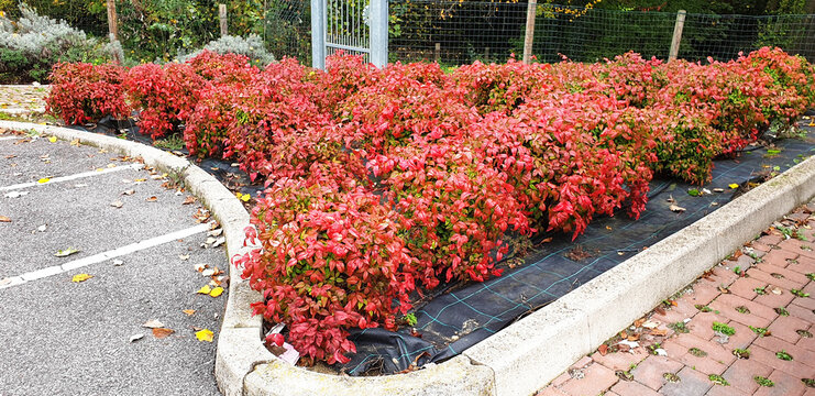 Panorama of red nandina domestica bushes grow in a flowerbed.