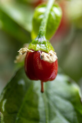 Macro detail of chilli pepper growing on a hydroponic plant at home