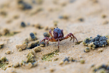 Soldier crab on the beach at Sawyer Bay in Tasmania