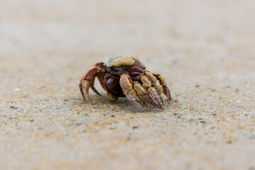 Soldier crab on the beach at Sawyer Bay in Tasmania