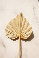Dry leaf of a palm tree on a concrete background. Flat lay style. Sunny day with contrasting shadows