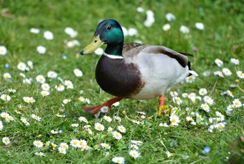 Cute duck walking in the meadow with spring daisy flower 