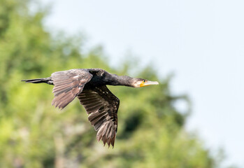 Kormoran