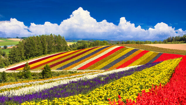 四季彩の丘」の写真素材 | 2,071件の無料イラスト画像 | Adobe Stock