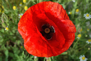 Red Poppy rhoeas (Latin: Papaver rhoeas) flower. Flower of red poppy close-up on blurred floral background.