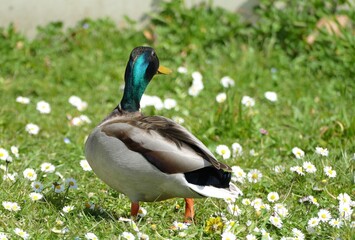 Cute duck standing in the meadow with spring daisy flower 